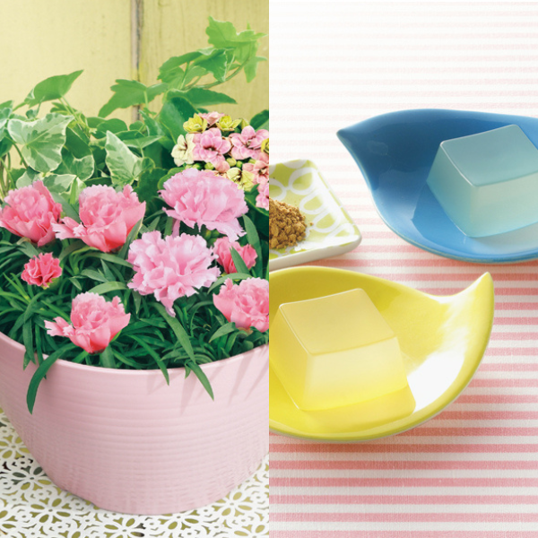アサミグリーンプランツ カーネーションの寄せ植え（SUSTEE付）＋坂利製麺所 葛餅【母の日】 商品サムネイル
